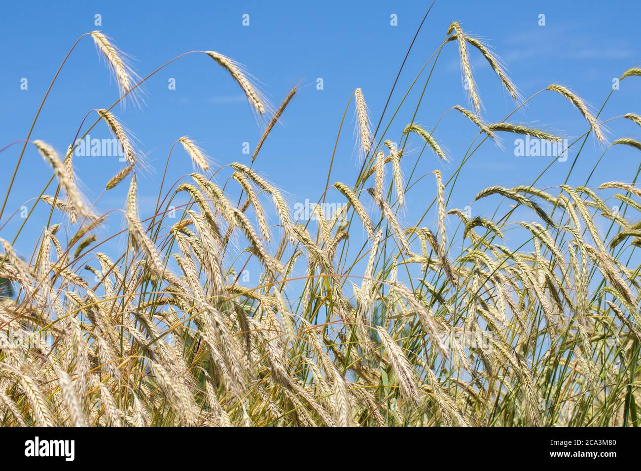 Roggenfeld gegen blauen Himmel. Symbol für Bio-Zutaten, Landwirtschaft, Landwirtschaft. Lateinischer Name des gezeigten Roggen: Secale cereale afghanicum Stockfoto