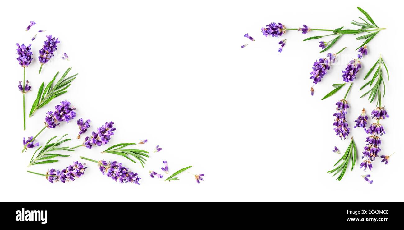 Lavendel Blumen und Blätter kreativen Rahmen auf weißem Hintergrund. Draufsicht, flach liegend. Florale Komposition und Design. Gesunde Ernährung Stockfoto