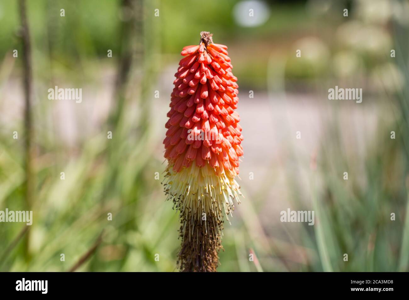 Nahaufnahme von Kniphofia caulescens. Pflanze mit einzigartig geformten roten Blüten. Weitere gebräuchliche Namen sind Red Hot Poker und Torch Lily. Stockfoto