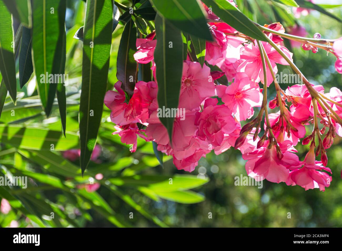Oleander rosa lat. Nerium ist eine immergrüne Südpflanze. Rosafarbene exotische Blüten im selektiven Fokus. Schöner Hintergrund für eine Postkarte. Sommer hell f Stockfoto