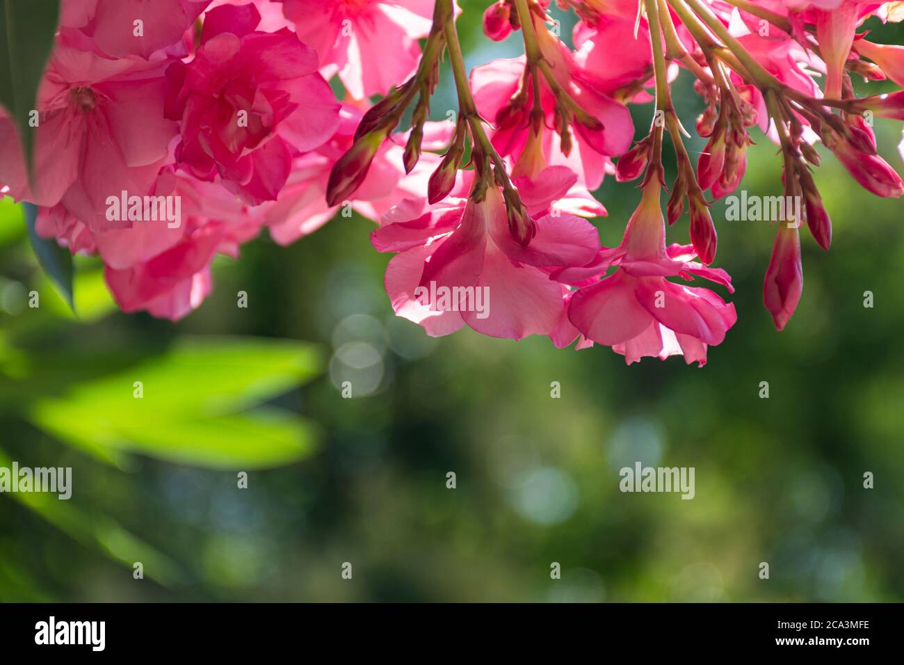 Oleander rosa lat. Nerium ist eine immergrüne Südpflanze. Rosafarbene exotische Blüten im selektiven Fokus. Schöner Hintergrund für eine Postkarte. Sommer hell f Stockfoto