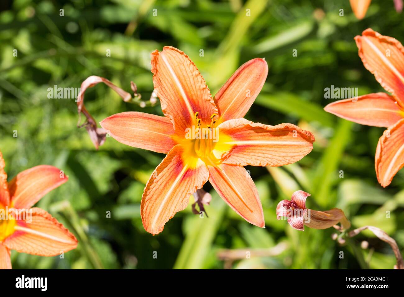 Nahaufnahme von Hemerocallis fulva. Allgemein bekannt als Orange Daylilie. Blühende Pflanze mit sechs Blütenblättern. Stockfoto