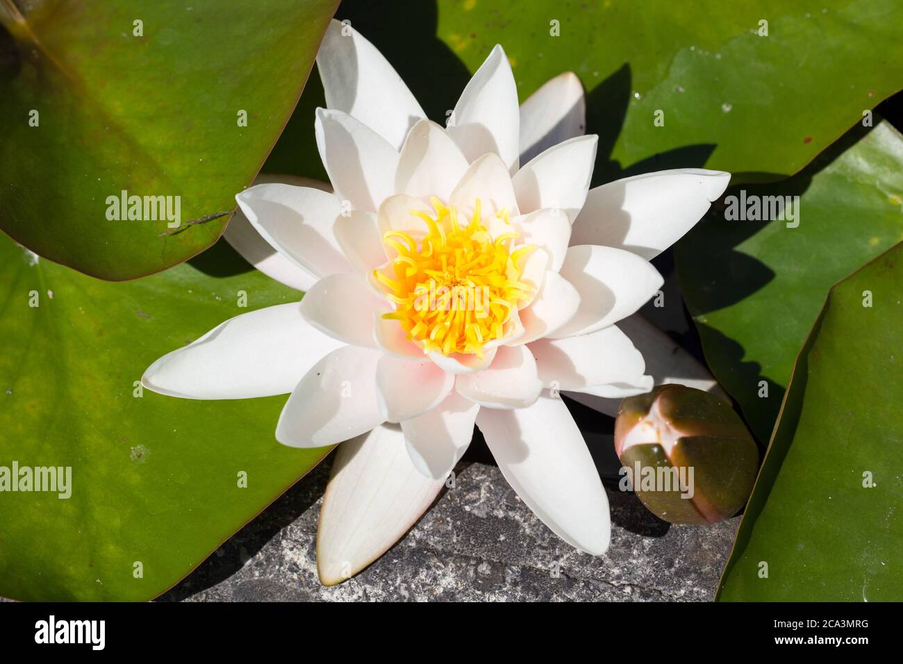 Nahaufnahme einer Seerose mit weißen Blütenblättern und gelben Blütenstillen. Lateinischer Name Nymphaea hybride Marliacea Rosea. Stockfoto