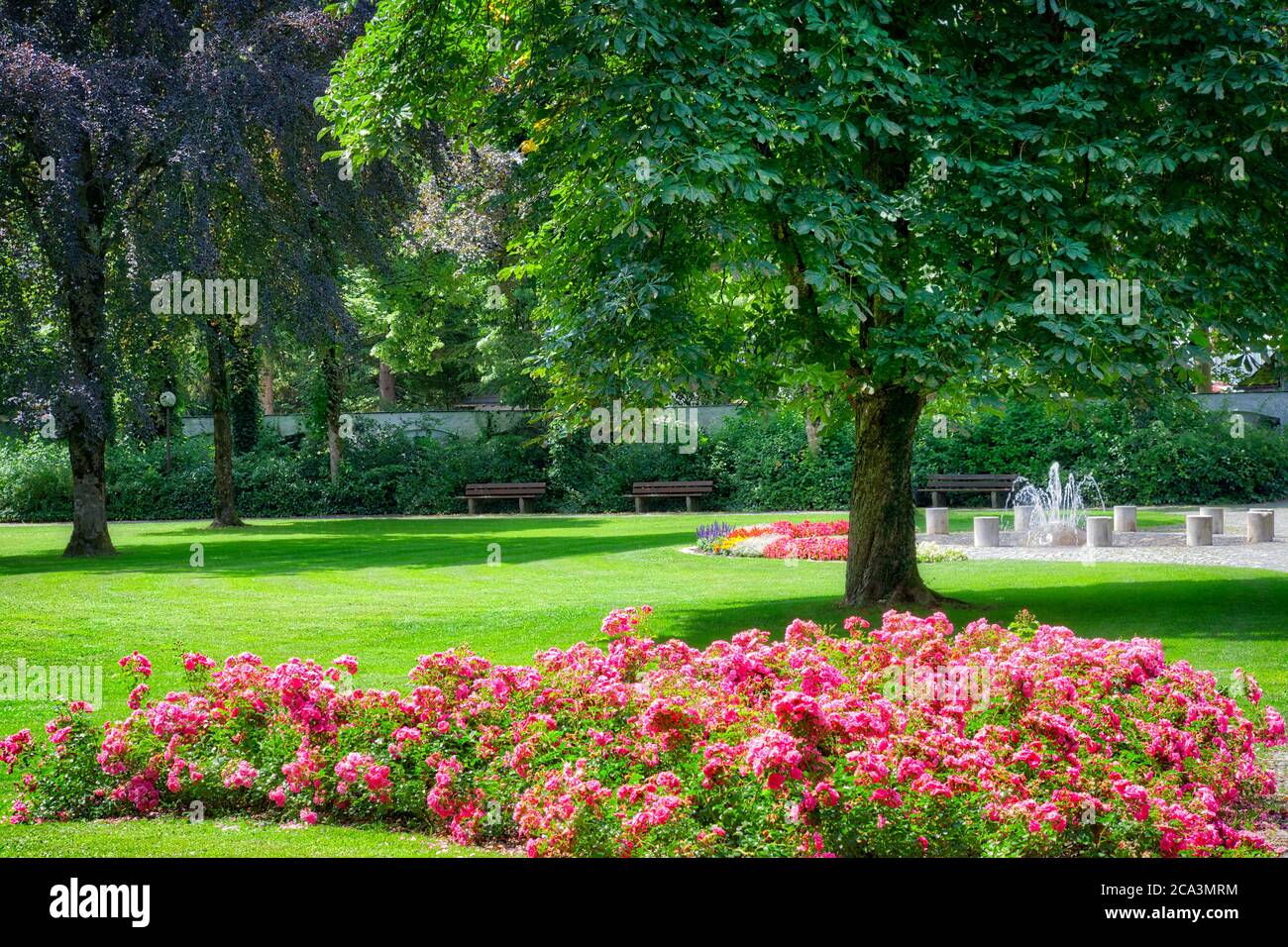 DE - BAVARIA: Der beliebte Rosengarten neben dem Kurpark in Bad Tölz Stockfoto