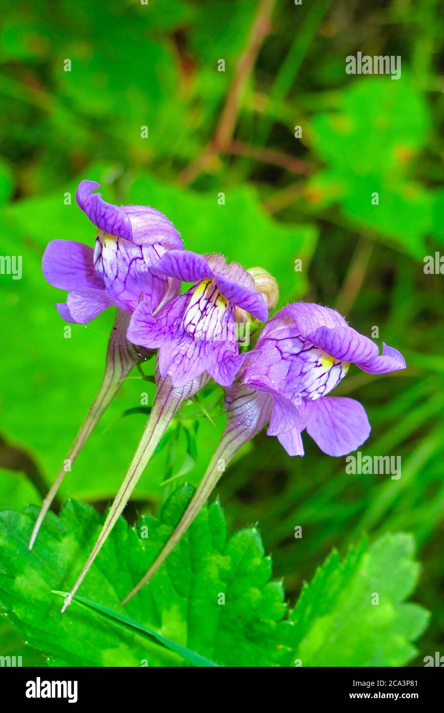 Wilde Orchideen, Naturpark Redes, Asturien, Spanien, Europa Stockfoto