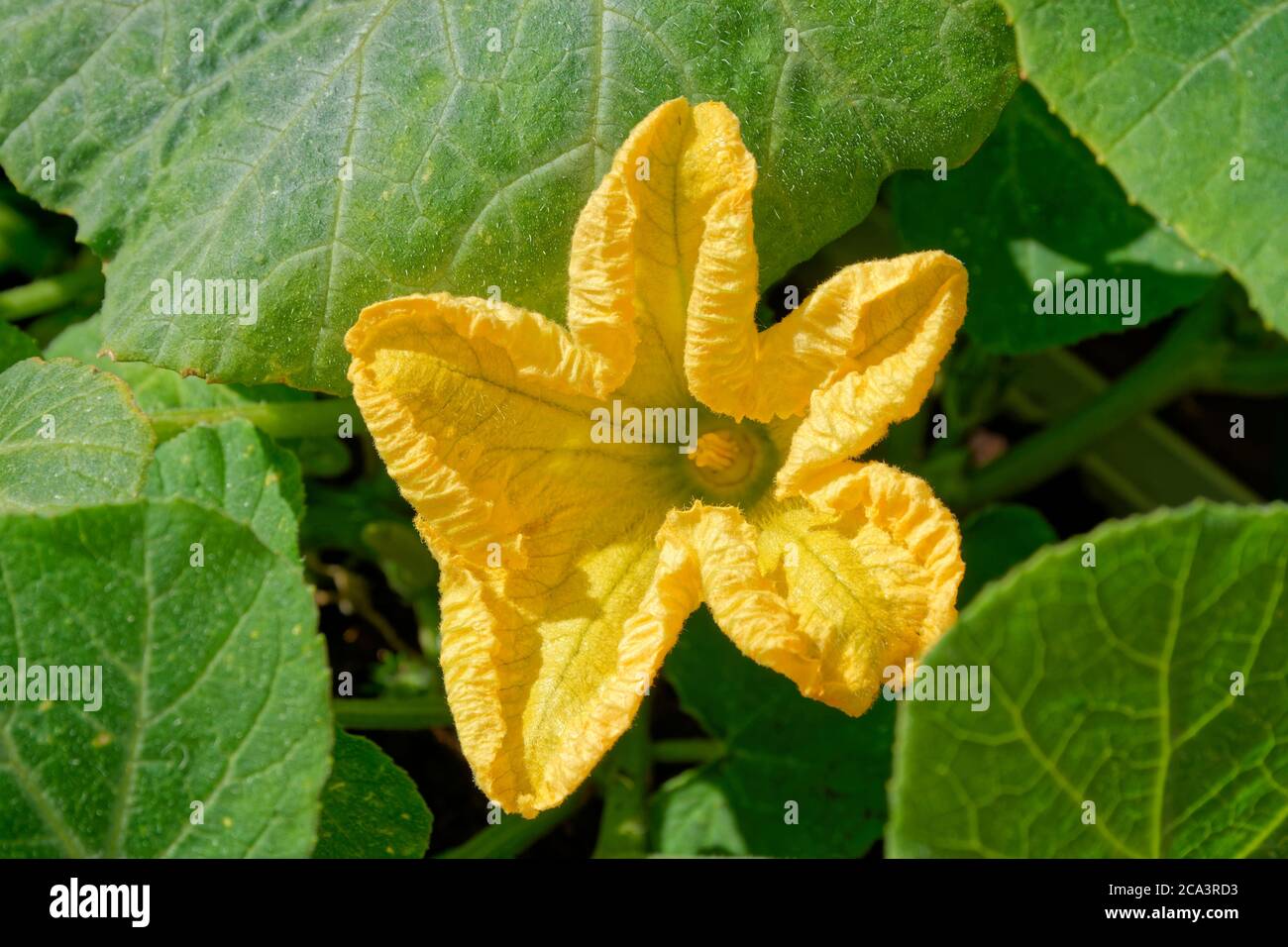 Weibliche Butternut Squash Blume. Stockfoto