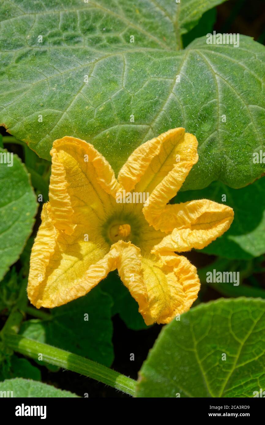 Weibliche Butternut Squash Blume. Stockfoto