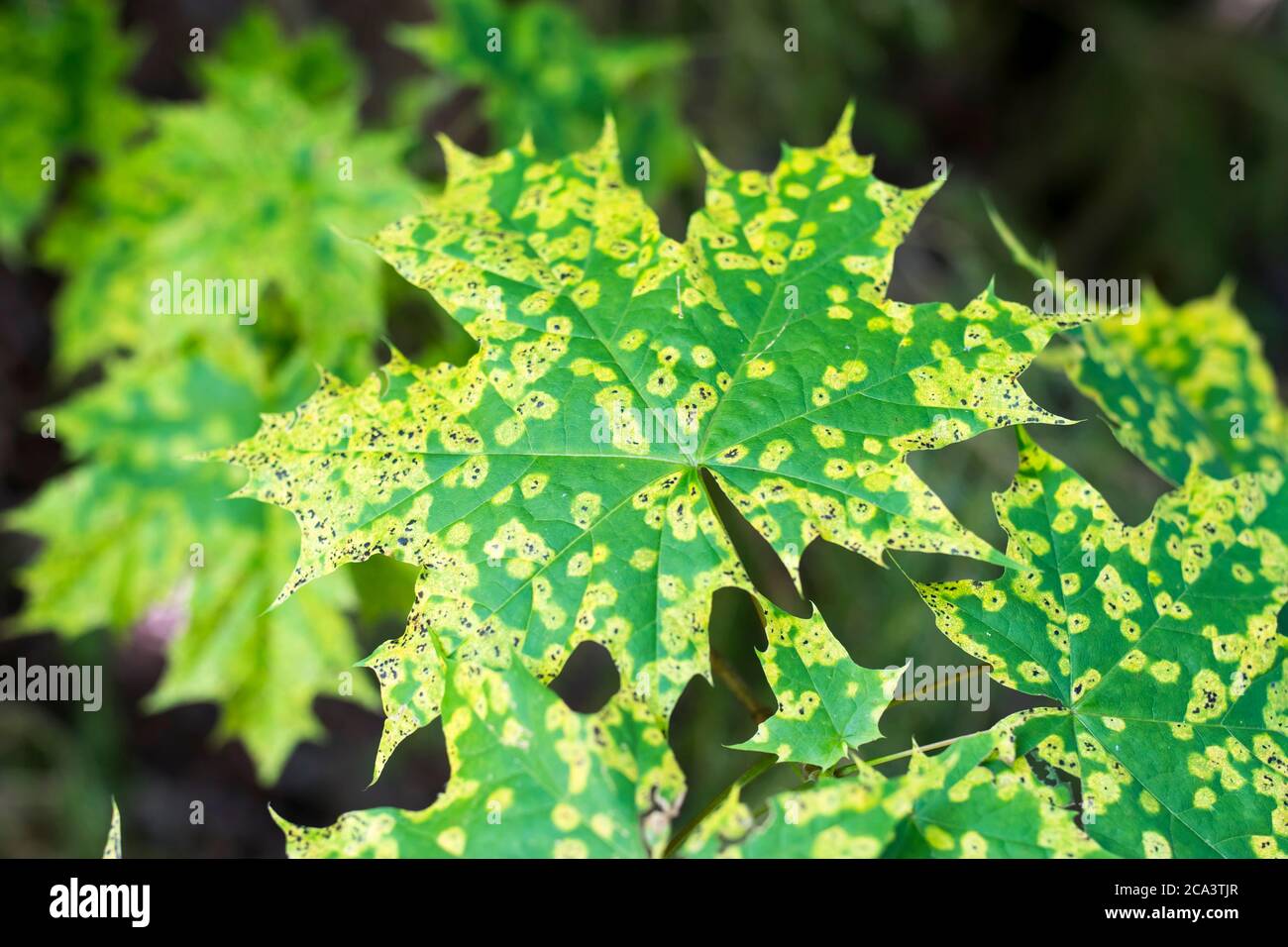 Ahornblätter mit Flecken von Krankheiten. Rhytisma acerinum - Krankheit Ahornblatt. Krankheit Flecken Ahorn in diesem Bild sehen malerisch als Design-Element Stockfoto