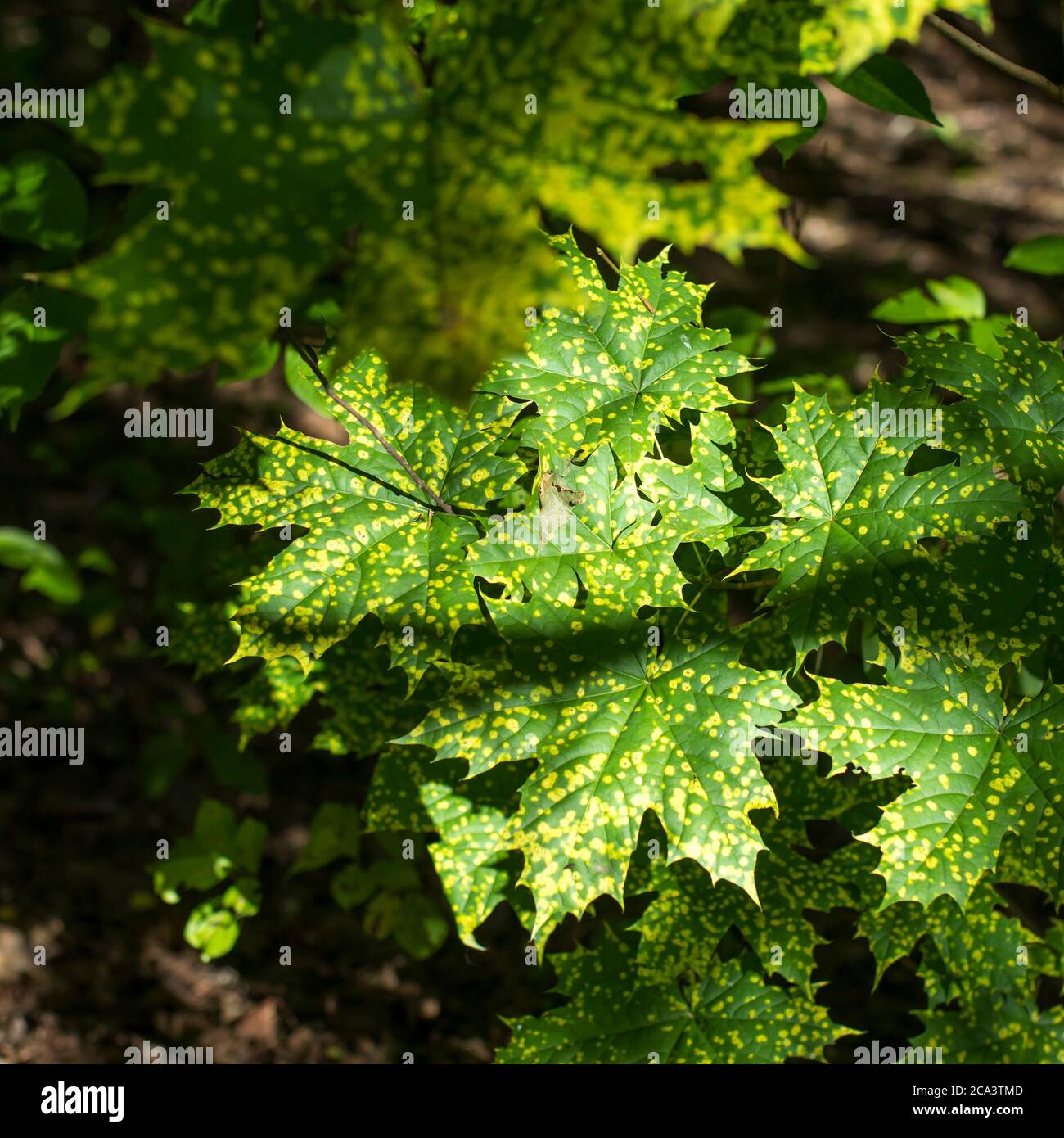 Ahornblätter mit Flecken von Krankheiten. Rhytisma acerinum - Krankheit Ahornblatt. Krankheit Flecken Ahorn in diesem Bild sehen malerisch als Design-Element Stockfoto