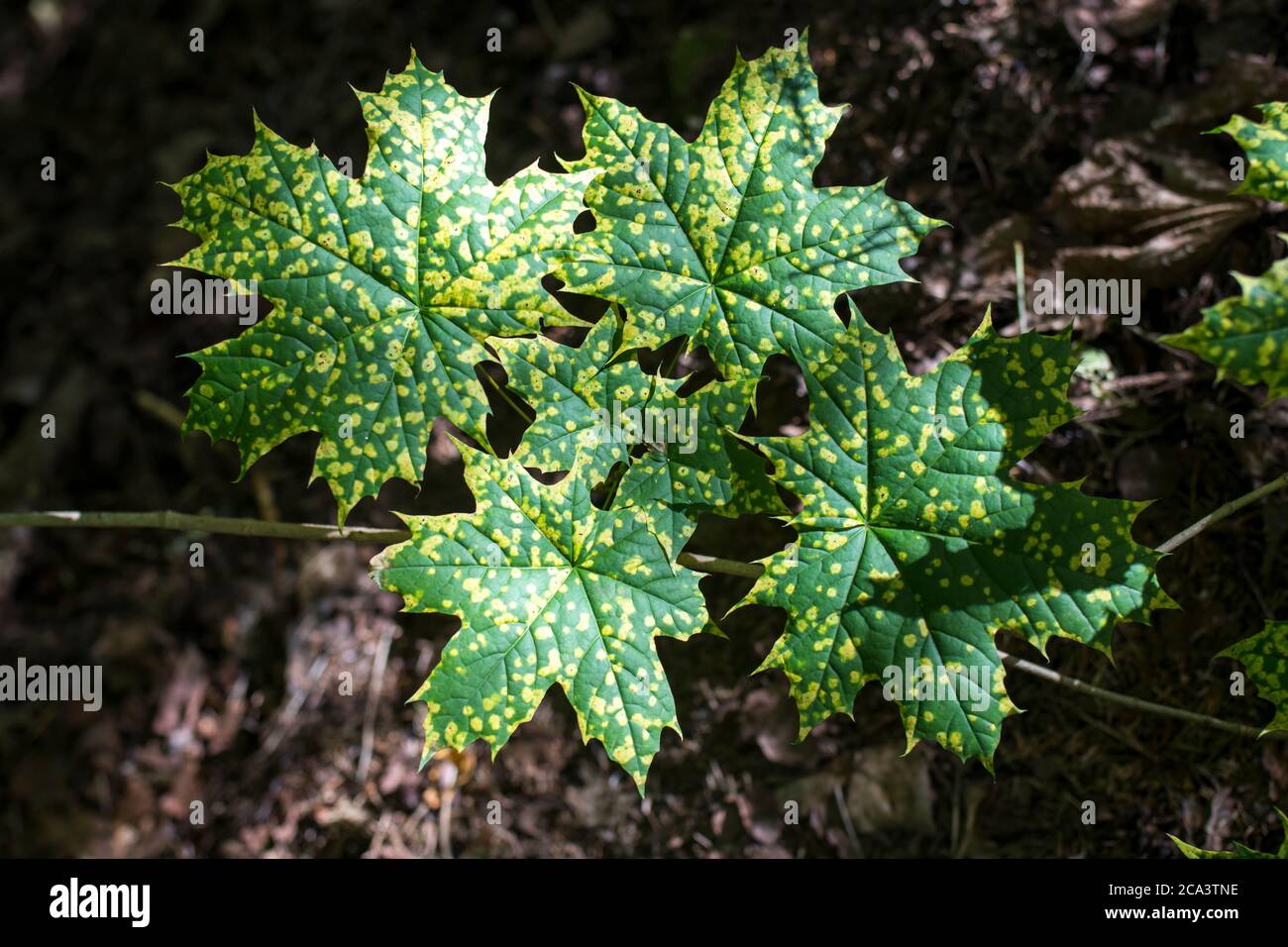 Ahornblätter mit Flecken von Krankheiten. Rhytisma acerinum - Krankheit Ahornblatt. Krankheit Flecken Ahorn in diesem Bild sehen malerisch als Design-Element Stockfoto