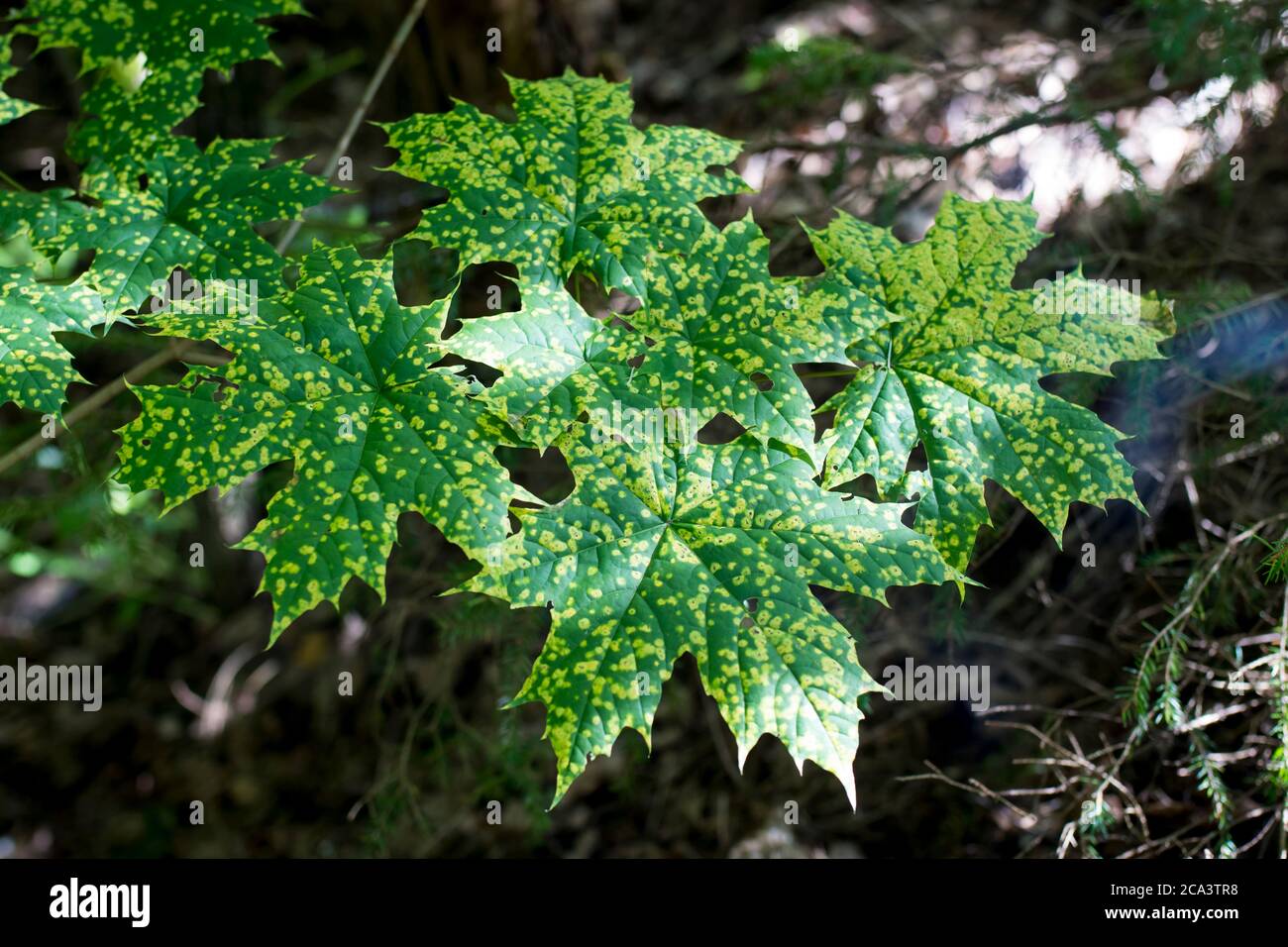 Ahornblätter mit Flecken von Krankheiten. Rhytisma acerinum - Krankheit Ahornblatt. Krankheit Flecken Ahorn in diesem Bild sehen malerisch als Design-Element Stockfoto