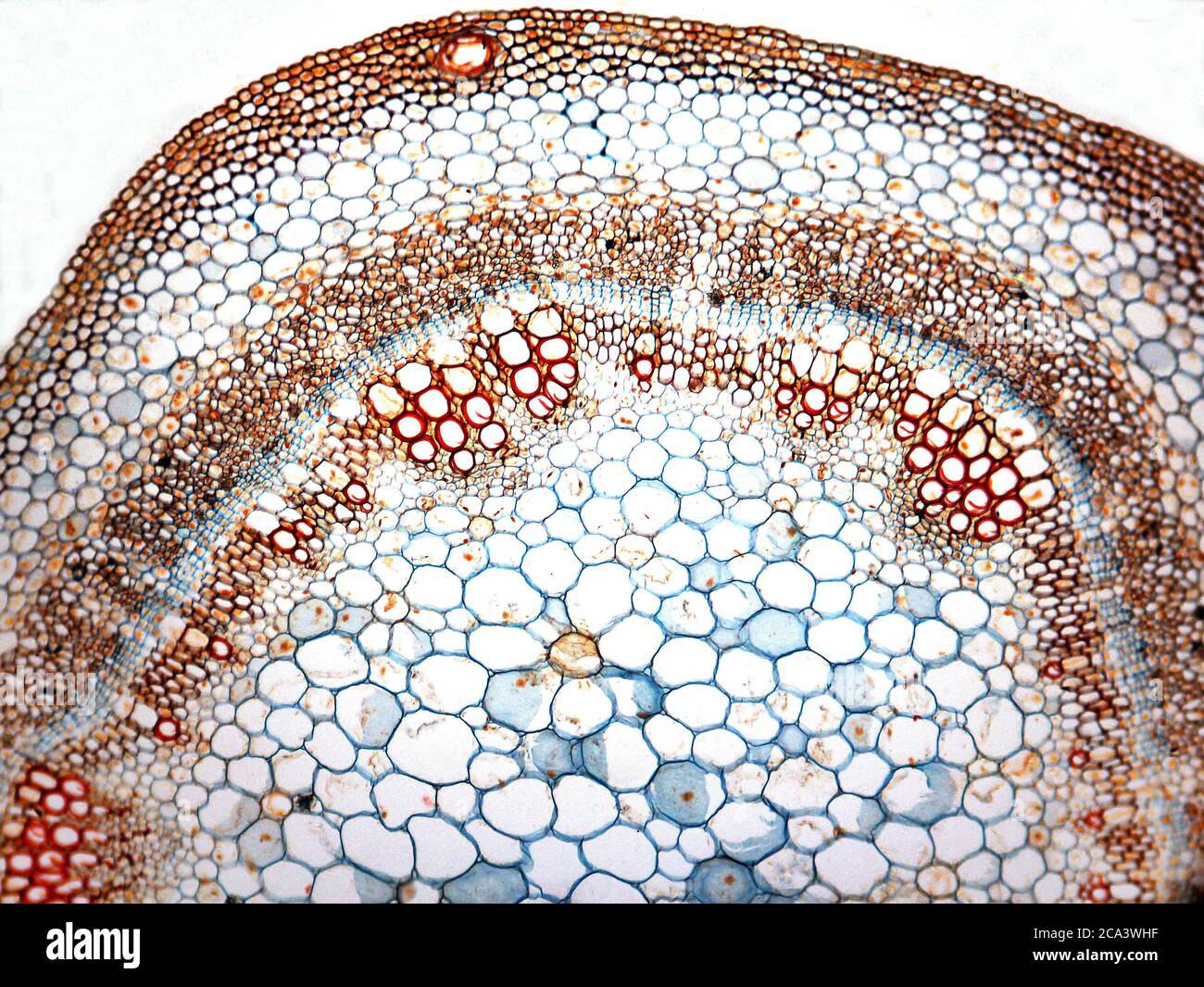 Mikrofotografie eines Querschnitts von Stiel aus Baumwolle. Gossypium. Stockfoto