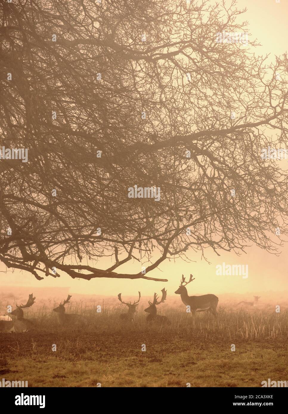 Damwild im Charlecote Park Stockfoto