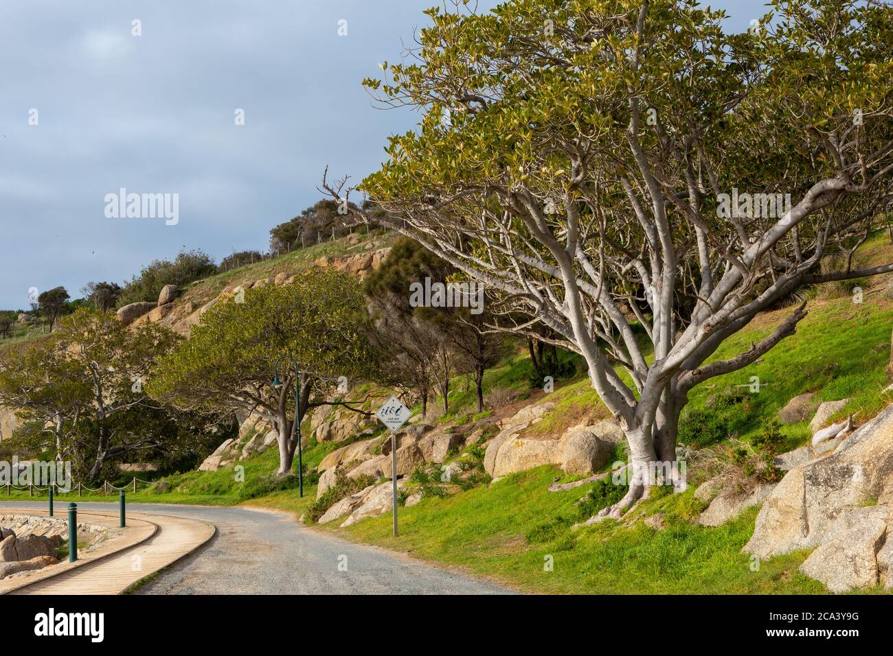 Die ikonischen Bäume auf Granite Island Victor Harbor South Australia am 3. August 2020 Stockfoto