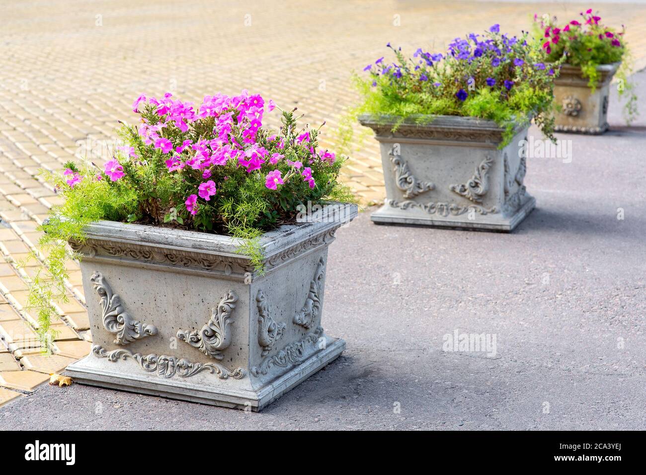 Ein Steintopf mit Pflanzen und blühenden Petunien auf einer asphaltierten Straße in der Nähe der Fußgängerzone gepflastert mit Steinfliesen Stockfotografie