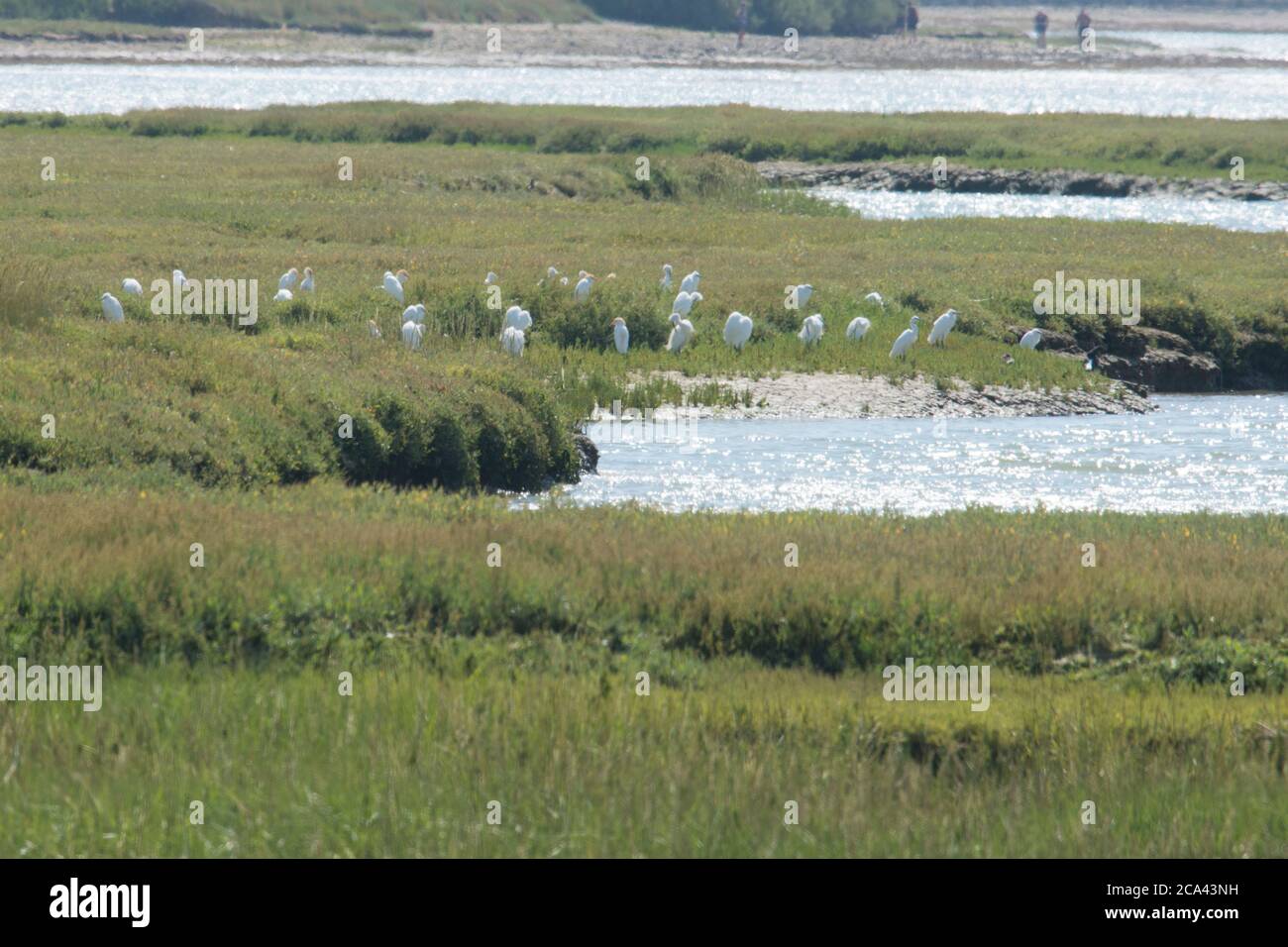 Cattle Egret, Bubulcus ibis, Western Cattle Egret, Roost, Flock, Pagham Harbour, West Sussex, Großbritannien, Juli Stockfoto