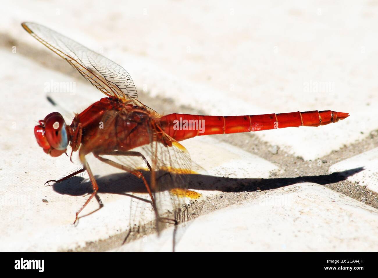 Libelle Stockfoto