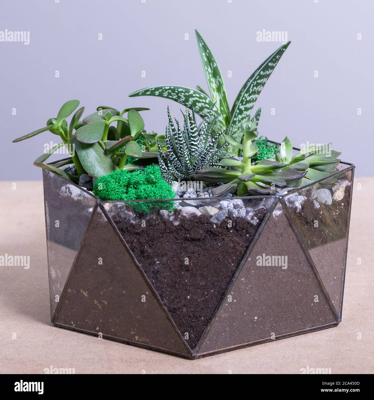 Terrarium, Sand, Stein, Sukkulente, Kaktus im Glas Stockfotografie - Alamy