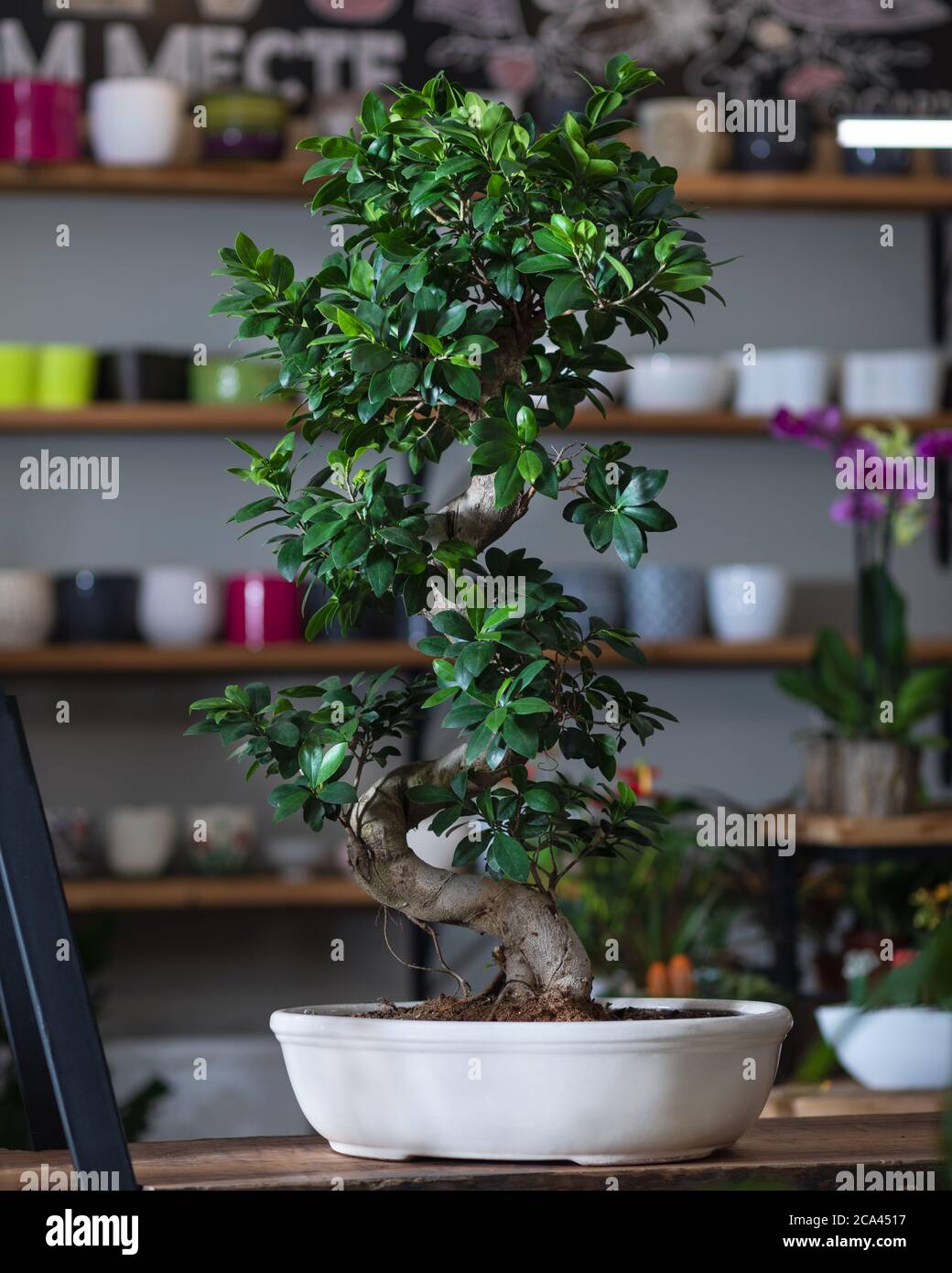 Ficus bonsai Ginseng retusa Pflanzen in weißem Topf Stockfotografie - Alamy