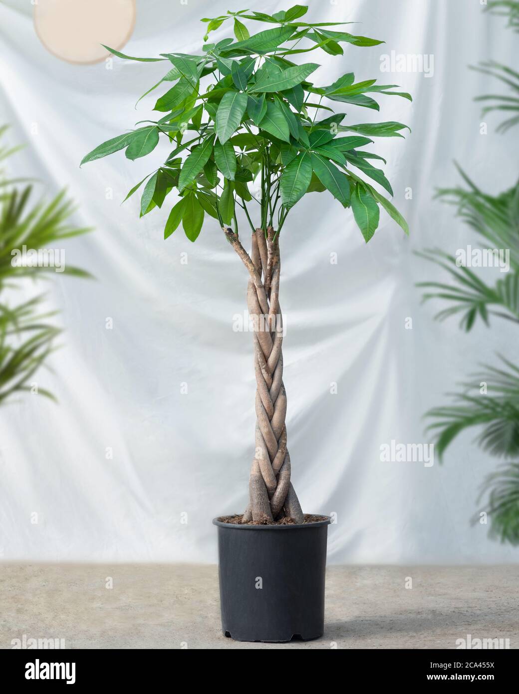 Guiana Kastanie Malvaceae, Geldbaum Pflanze in schwarzem Topf  Stockfotografie - Alamy