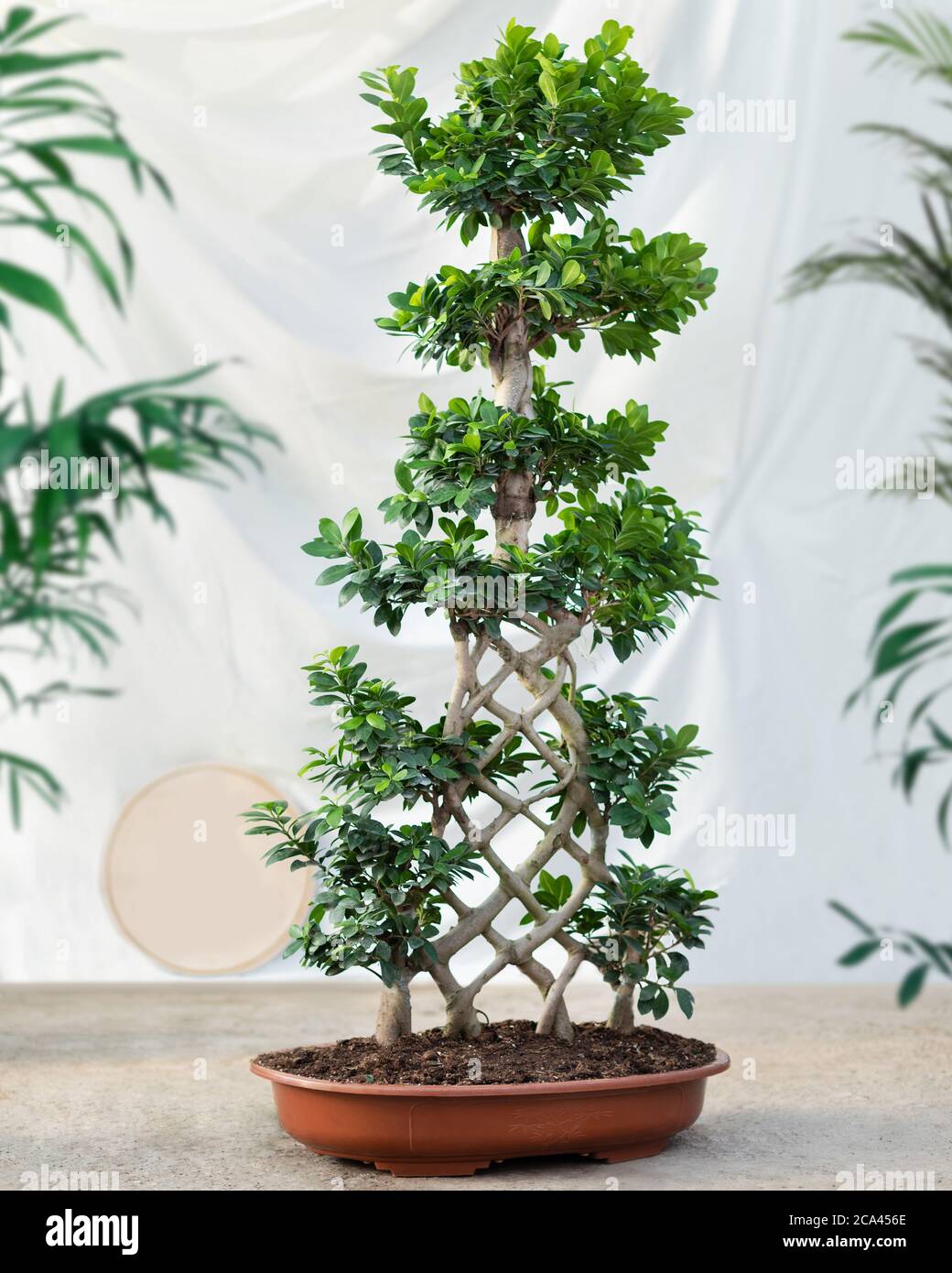 Groe Gre Ficus bonsai ginseng retusa Pflanze eng Stockfotografie - Alamy