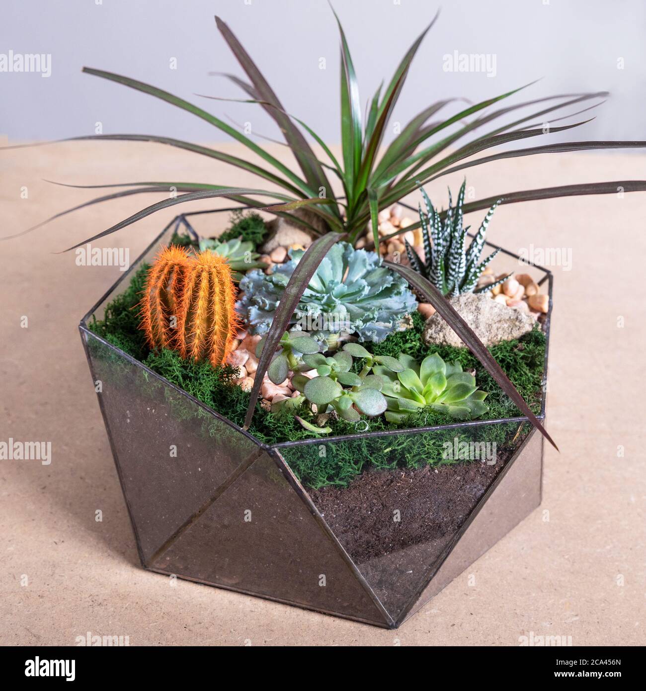 Terrarium, Sand, Stein, Sukkulente, bemalter Kaktus, Moos im Glas,  Handschuhe, Terrarium, Sand, Stein, Sukkulente, bemalter Kaktus, Moos im  Glas, Glov Stockfotografie - Alamy