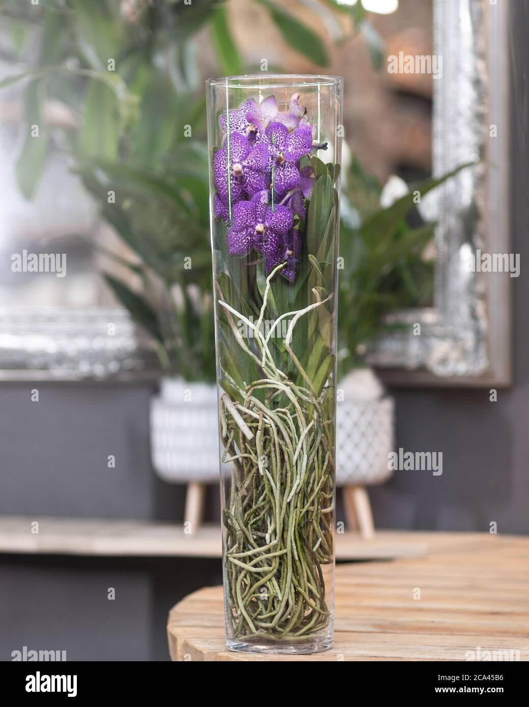 Purple Singapore Orchidee, Vanda Orchidee im Glastopf Stockfotografie -  Alamy
