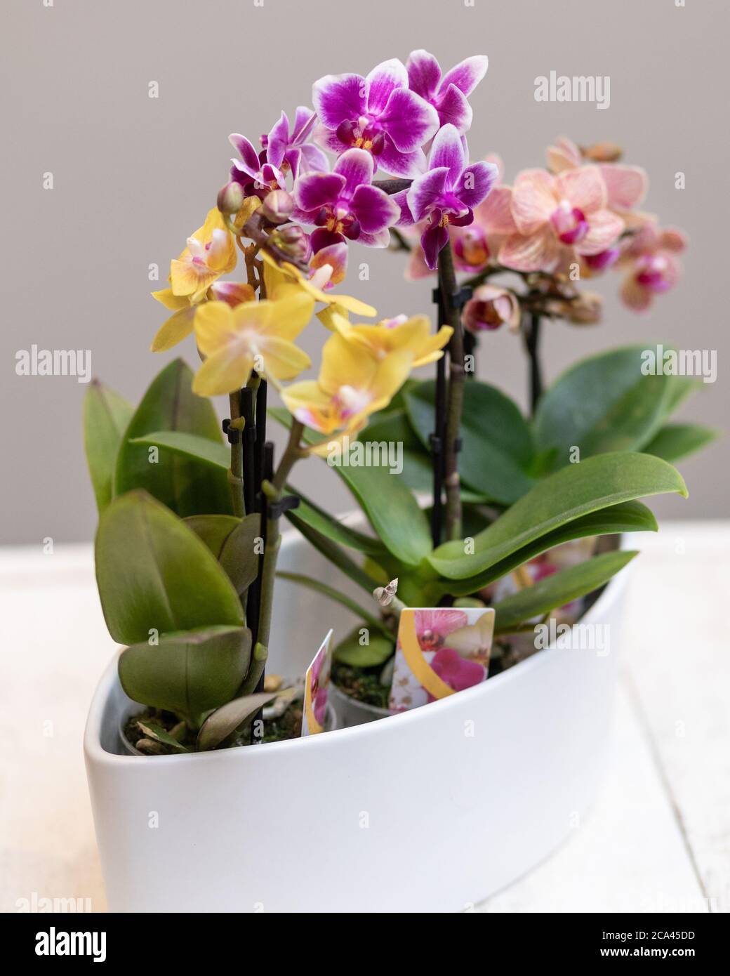 Boot Orchidee, Cymbidium in den weißen Topf Stockfoto