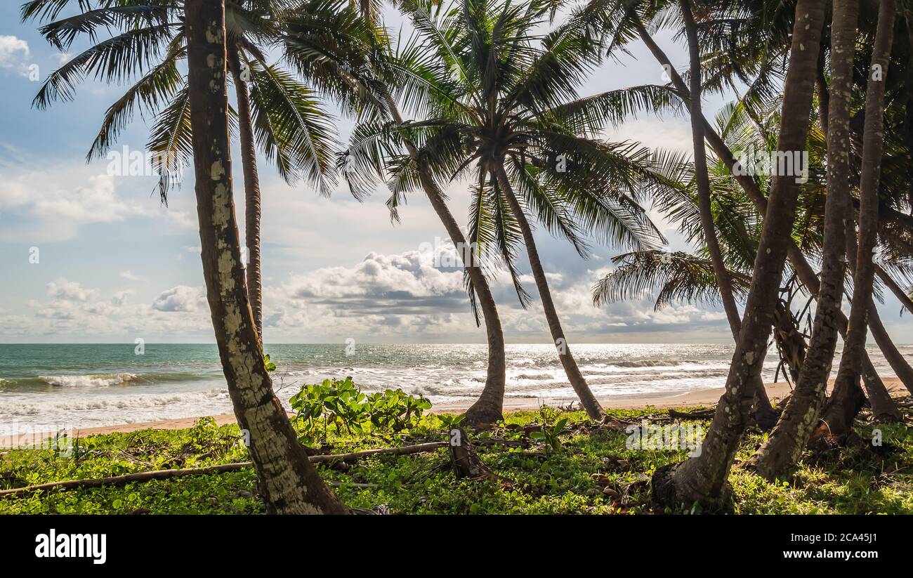 Blick zwischen Palmen und Strand aus dem Dschungel zwischen Palmen in Ghana Westafrika Stockfoto