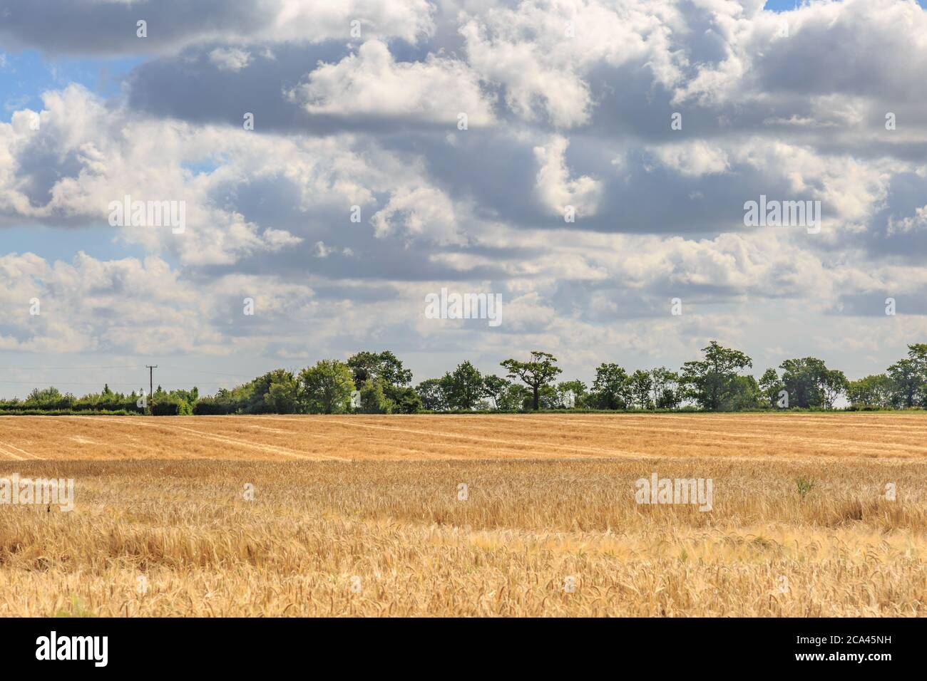 Ackerland in Suffolk während der Erntezeit Stockfoto