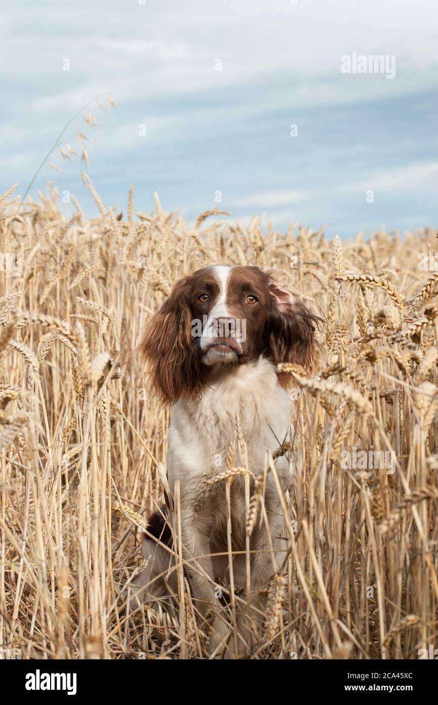 Englisch Springer Spaniel im Bereich Weizen Stockfoto