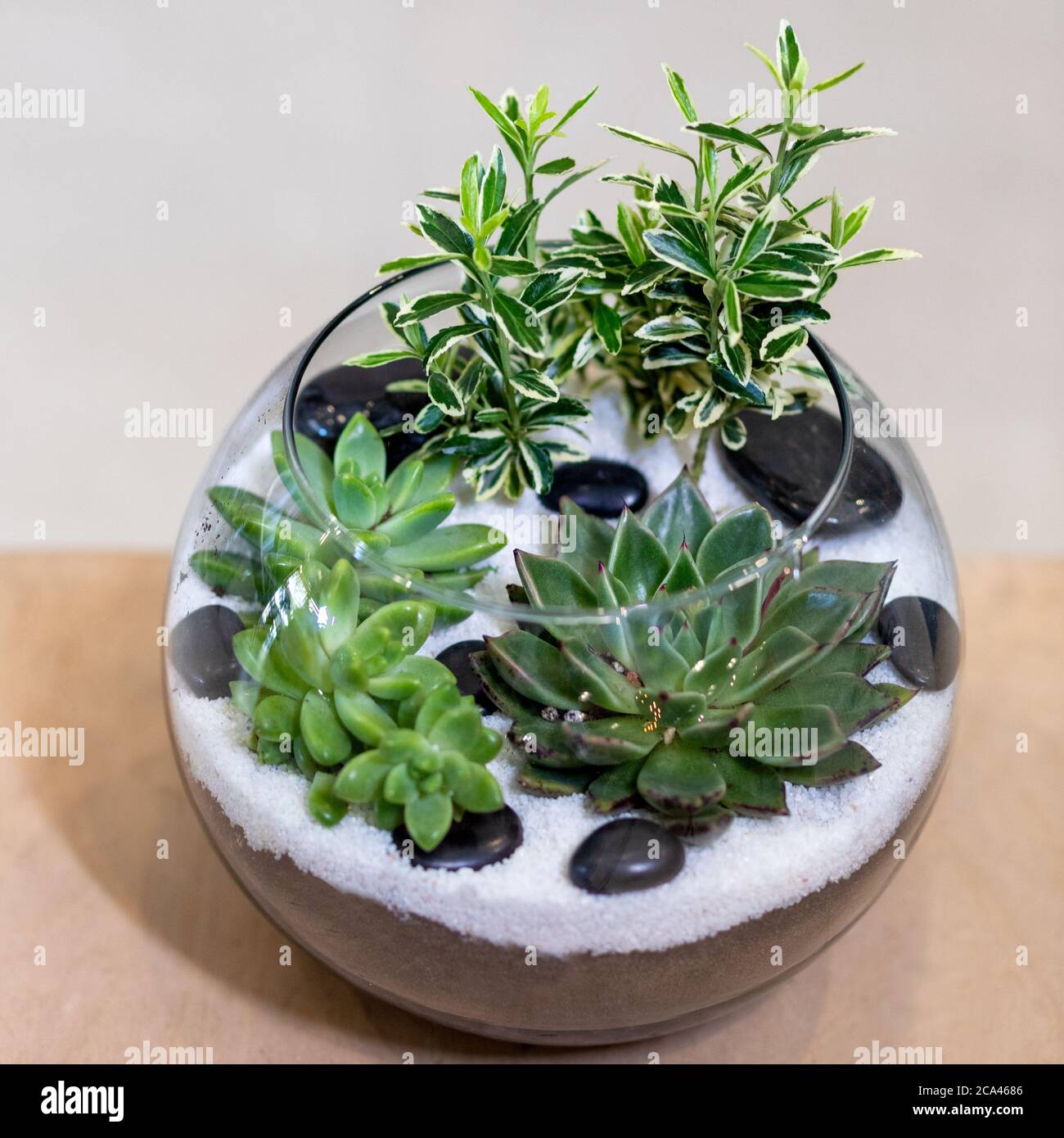 Schnes Terrarium mit Sukkulenten, Kakteen, Blumen, Felsen, Sand im Glas  Stockfotografie - Alamy