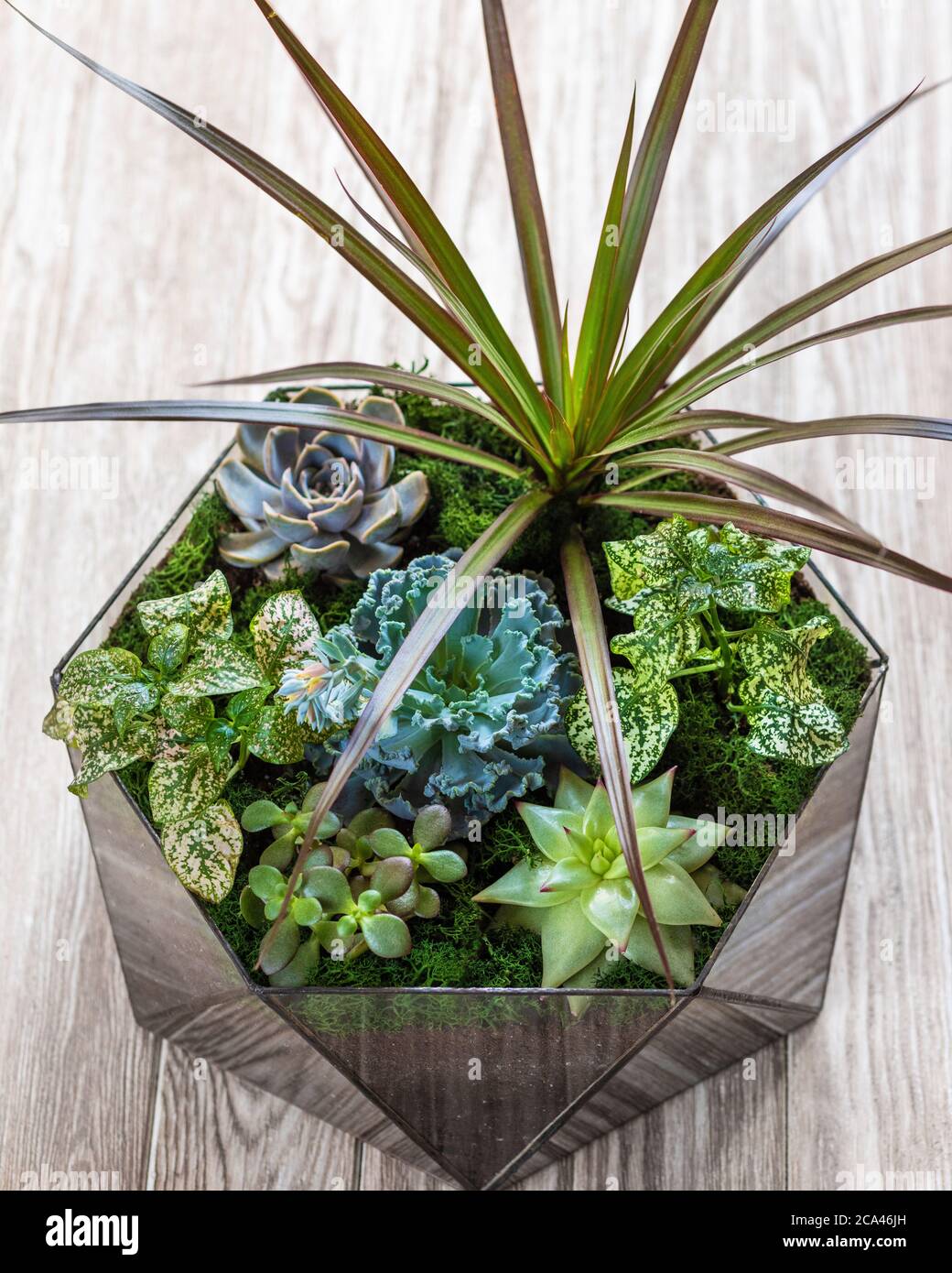 Schönes Terrarium mit Sukkulenten, Kakteen, Blumen, Felsen, Sand im Glas  Stockfotografie - Alamy