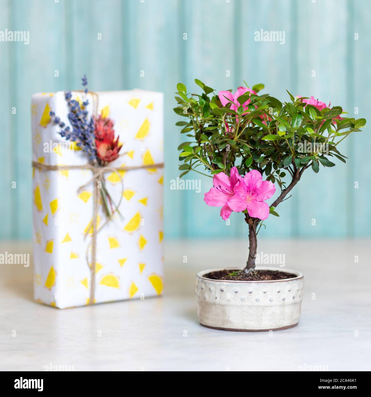 Kleine Ficus bonsai Ginseng Retusa Blume Pflanze im Topf