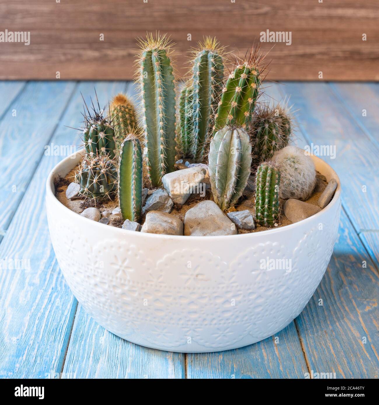 Terrarium, Sand, Stein, Sukkulente, Kaktus, Moos im Keramiktopf  Stockfotografie - Alamy