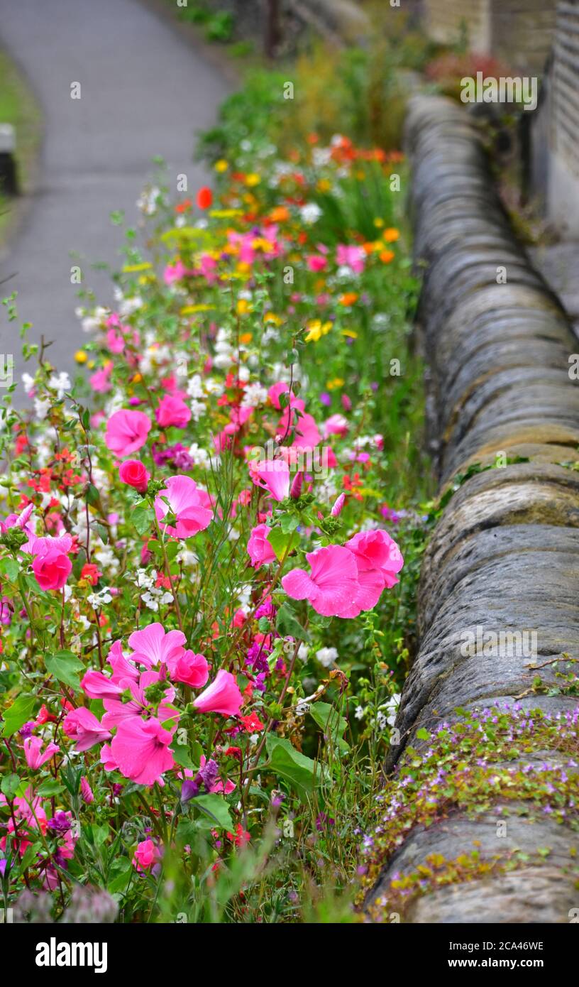 Jährliche Blumen, Towpath, Rochdale Canal, Hebden Bridge, Pennines, Yorkshire Stockfoto