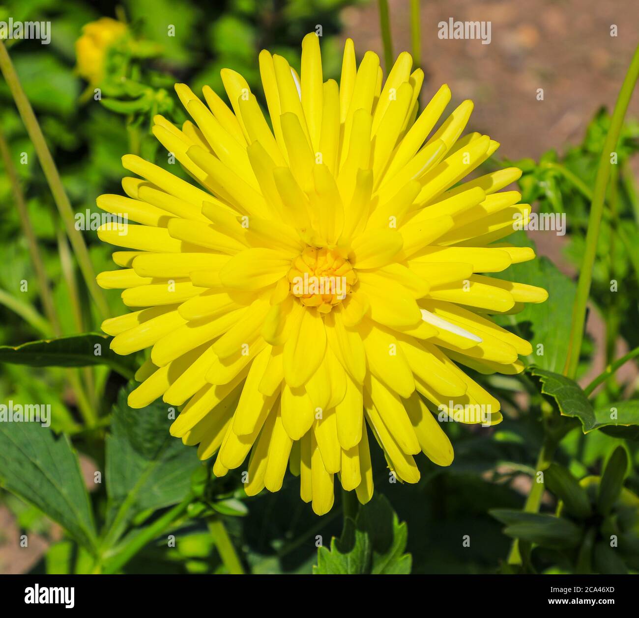 Nahaufnahme eines gelben Blütenkopfes einer Dahlia 'Lady Sunshine' in der National Dahlia Collection, Penzance, Cornwall, England Stockfoto