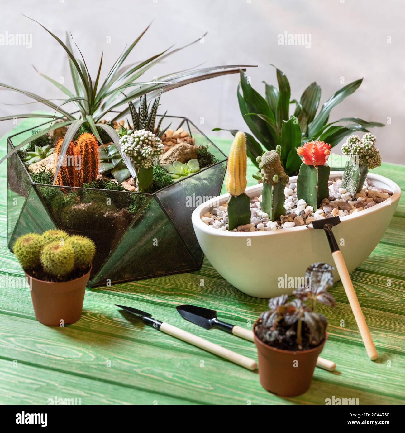 Terrarium, Mondkaktus, Sukkulent, Mini-Schaufeln auf dem grünen Tisch  Stockfotografie - Alamy