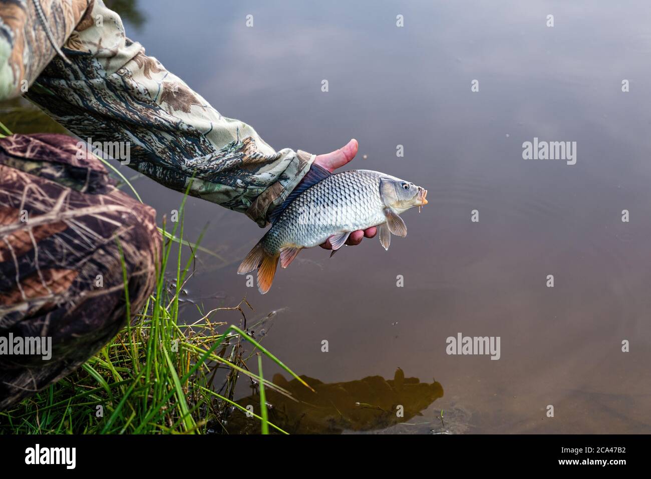 Karpfen isoliert auf weißem Hintergrund. Der Karpfen oder Europäische Karpfen (Cyprinus carpio) ist ein Süßwasserfisch. Stockfoto