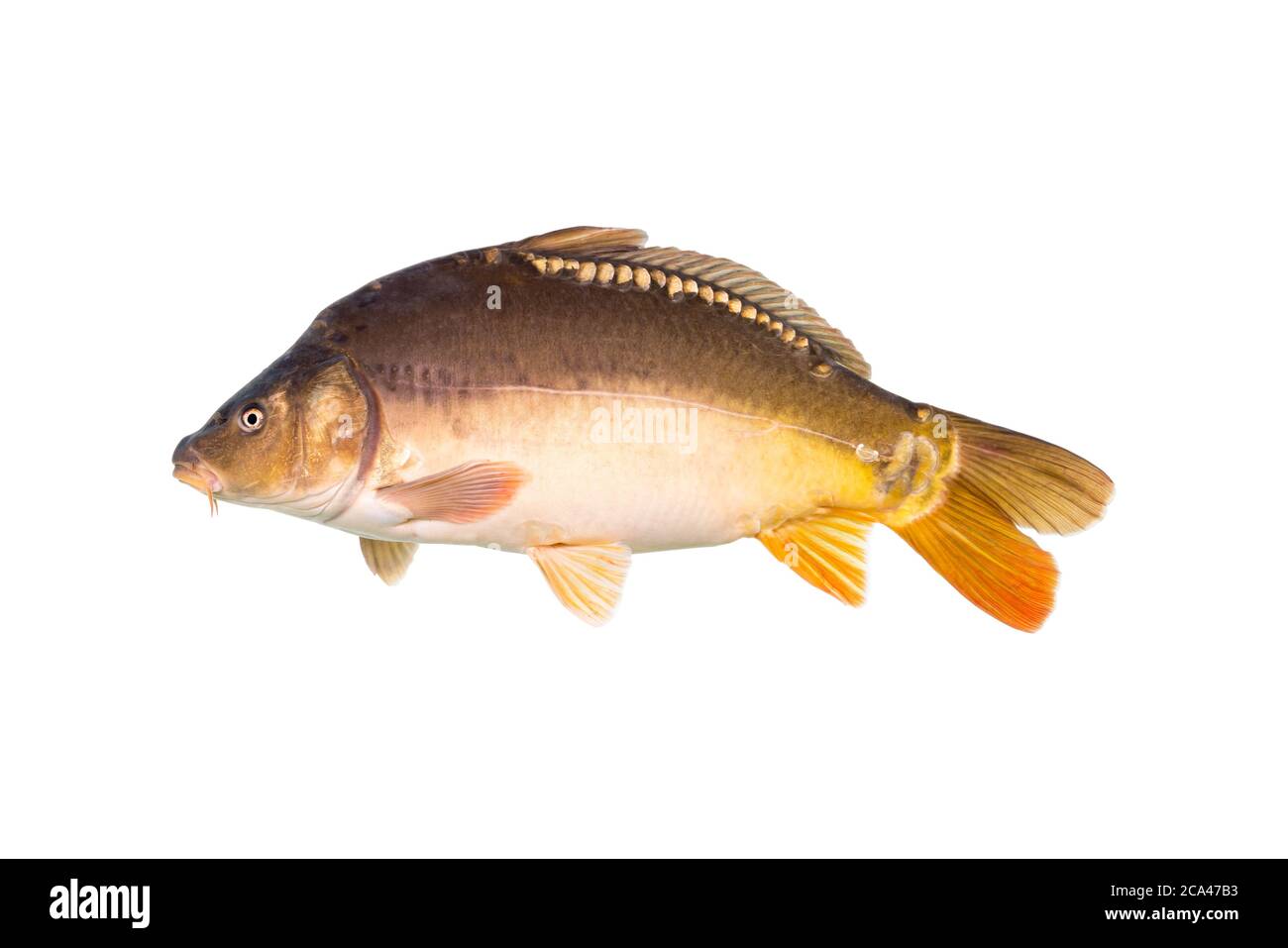 Spiegelkarpfen isoliert auf weißem Hintergrund. Stockfoto