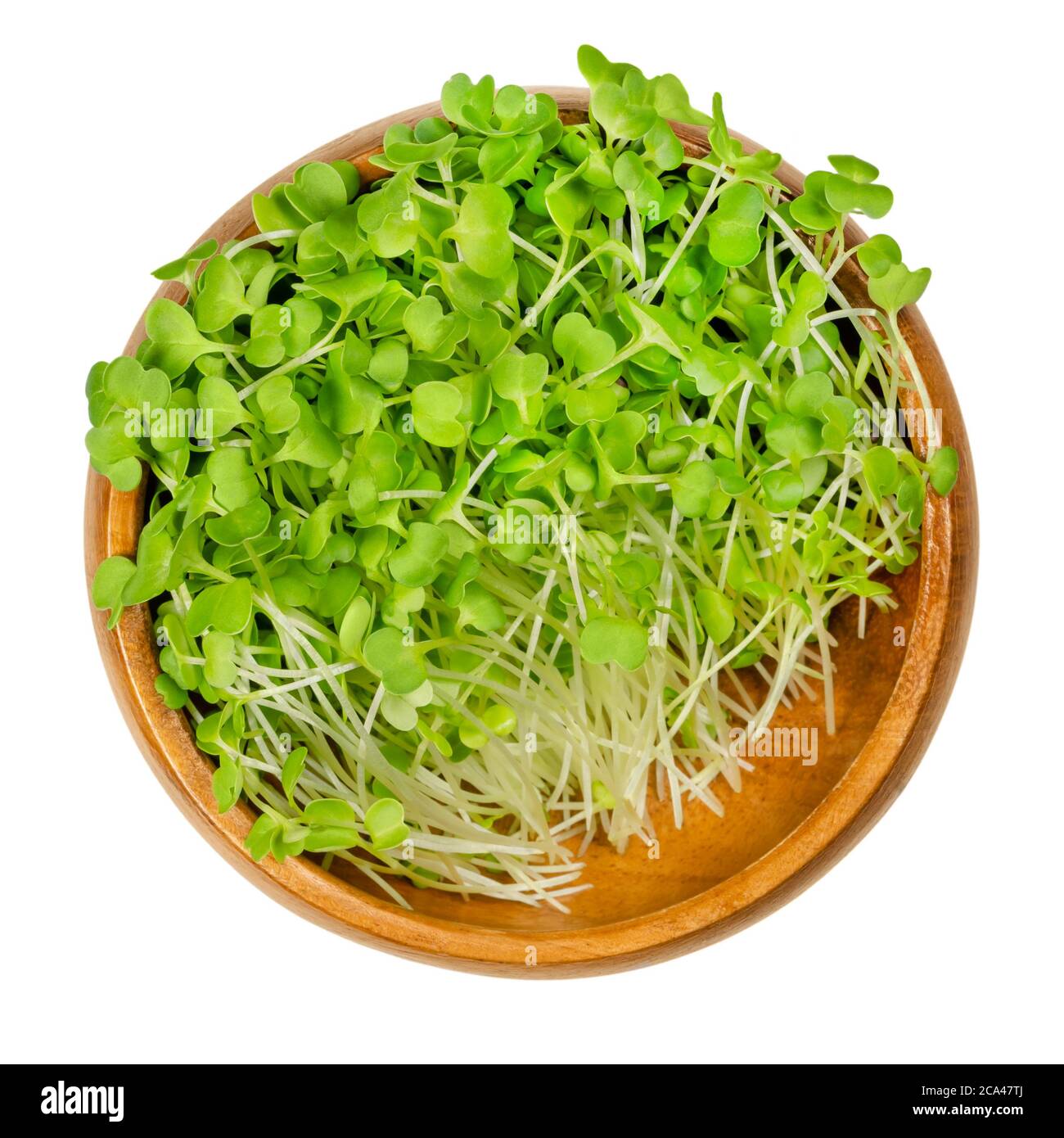 Brokkoli sprießt in einer Holzschüssel. Rohe und frische Microgreens, grüne Sämlinge, junge Pflanzen und Cotyledons von Brassica oleracea, einer Kohlpflanze. Stockfoto