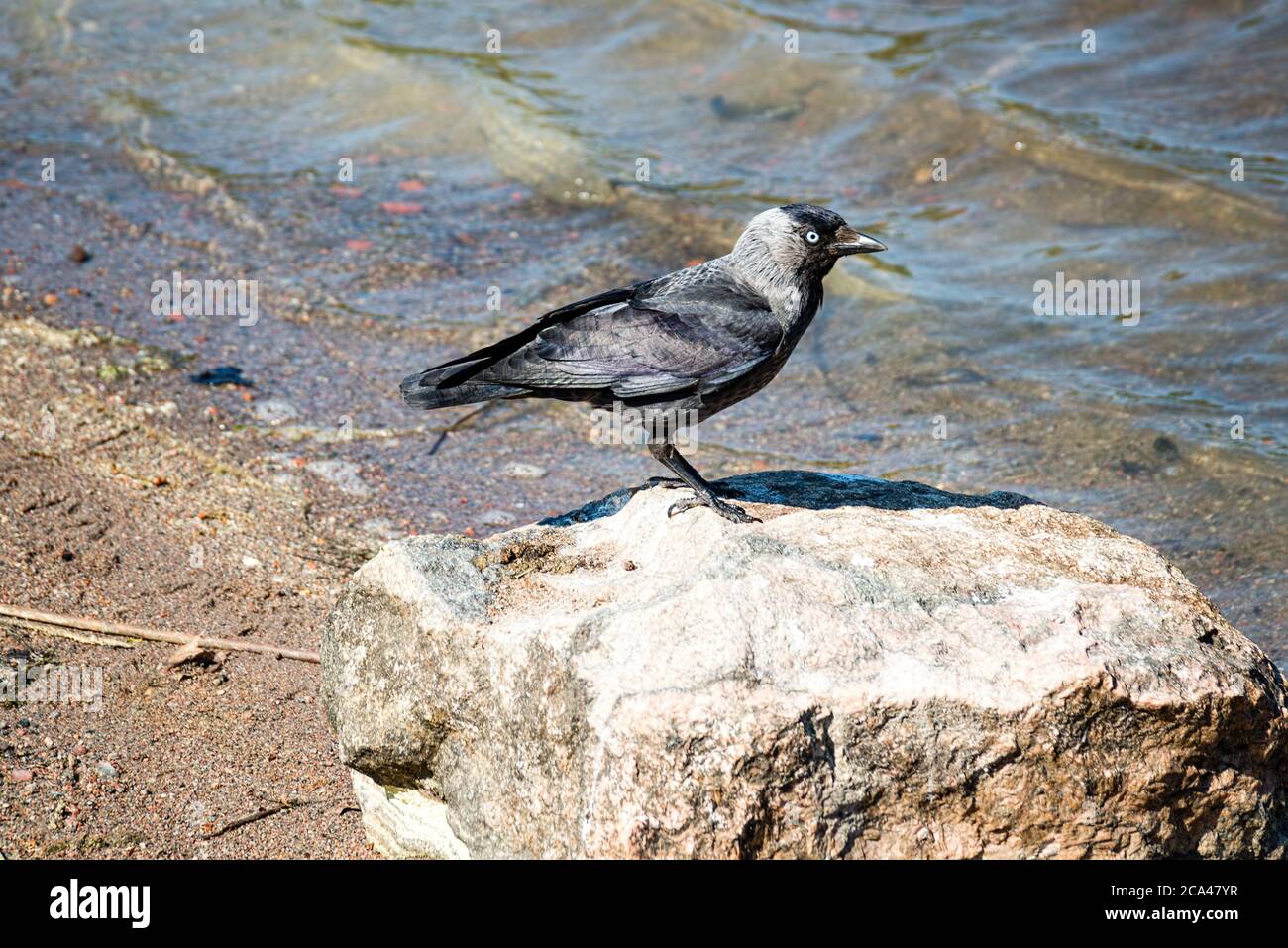 Die westliche Dohle (Coloeus monedula), auch bekannt als die Eurasische Dohle, die Europäische Dohle oder einfach die Dohle. Stockfoto