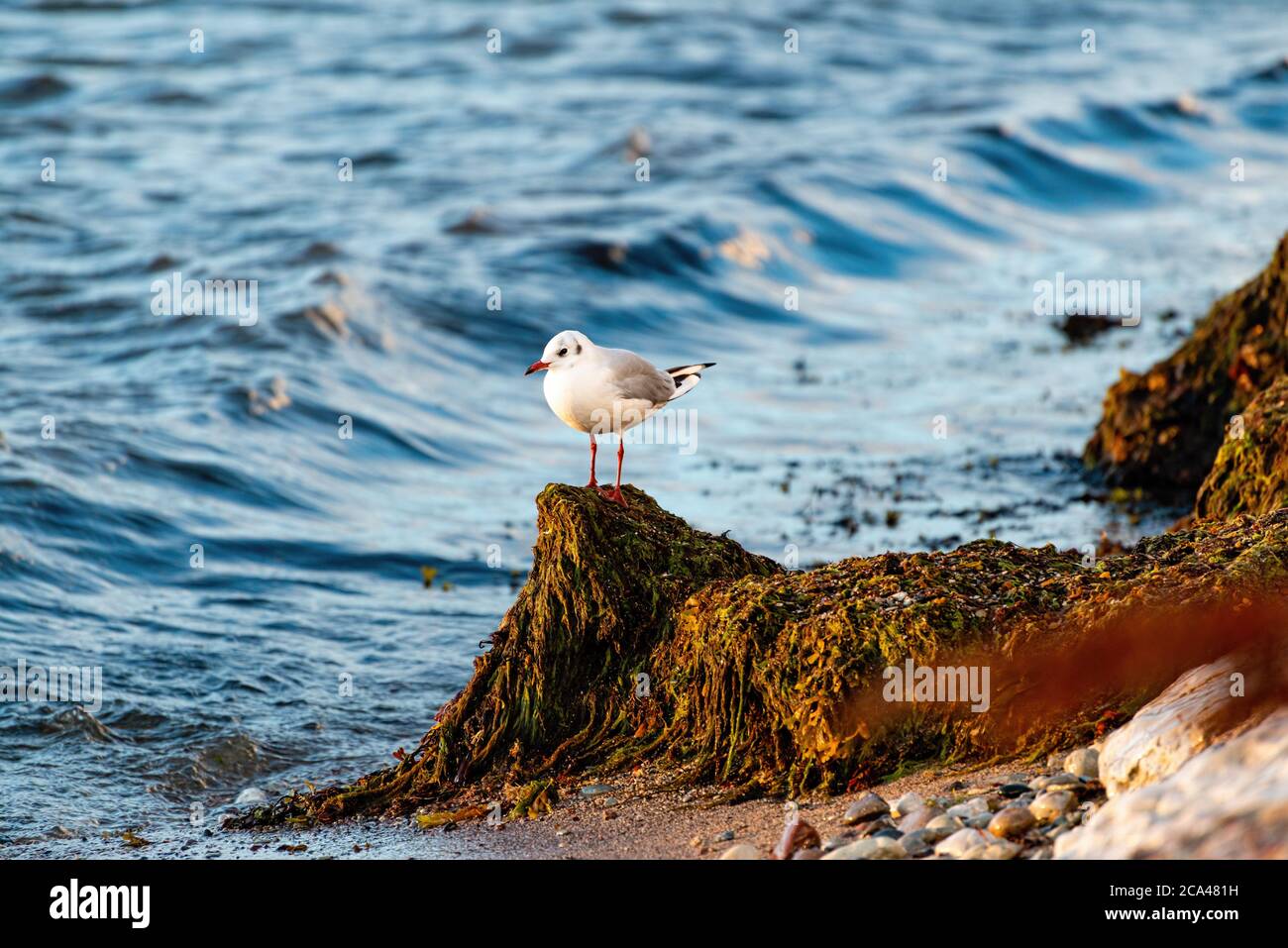 Die gemeine Möwe (Larus canus) oder Seemauen ist eine mittelgroße Möwe, die in Nordasien, Nordeuropa und im Nordwesten Nordamerikas brütet. Stockfoto