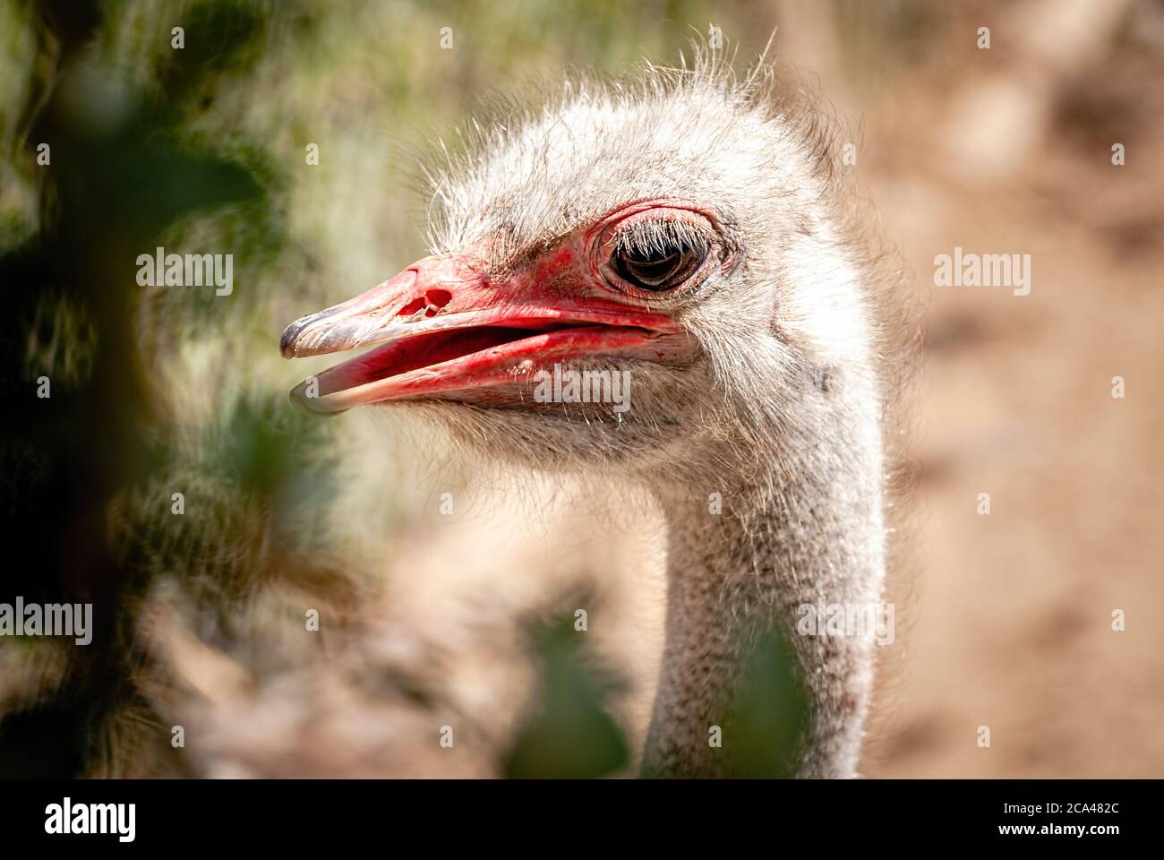 Der gewöhnliche Strauß (Struthio camelus), oder einfach Strauß, ist eine Art von großen flugunfreien Vögeln, die in bestimmten großen Gebieten Afrikas beheimatet sind. Stockfoto