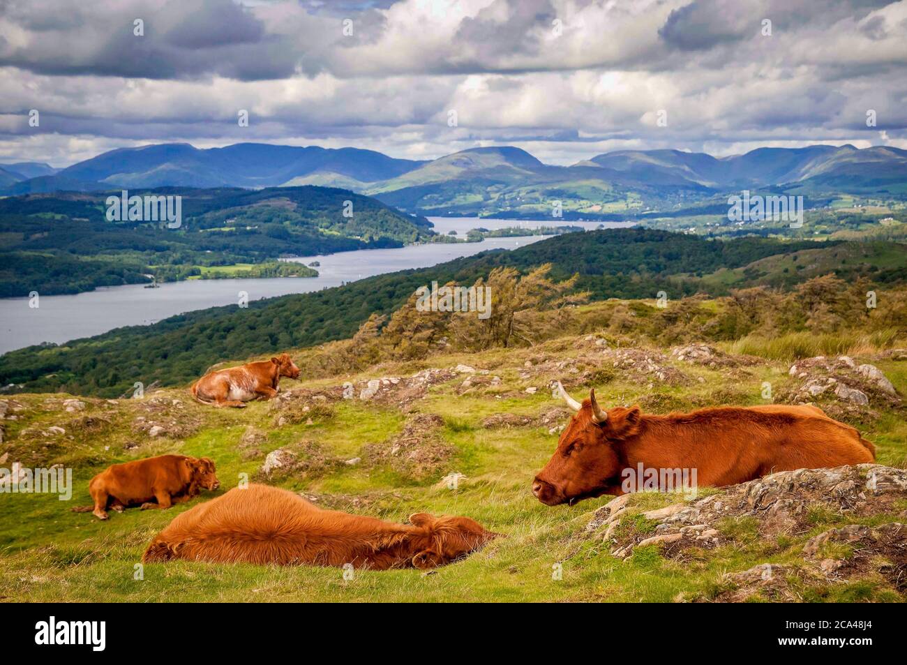 Braune Kühe auf dem Gummers wie fiel über See Windermere im Lake District. Stockfoto