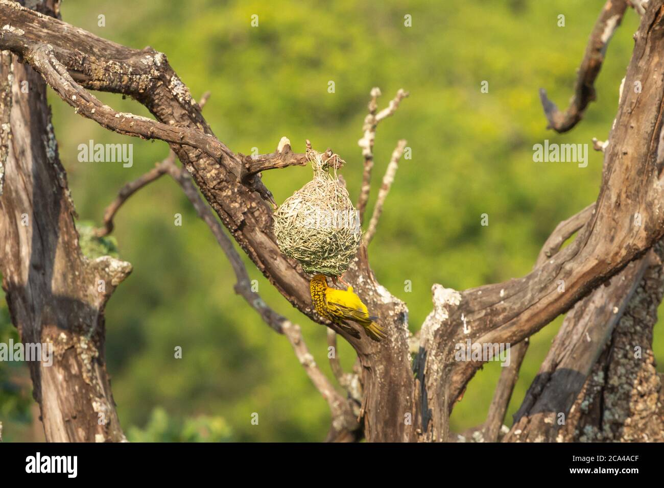 Weaver Bird (Ploceus) in Milwane Wildlife Sanctuary, Manzini District, Eswatini, Southern Afrika Stockfoto