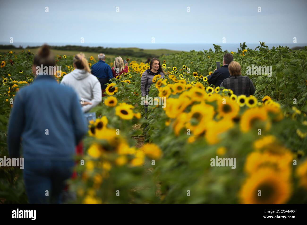 Rhossili, Gower, Wales, Großbritannien. August 2020. Die Menschen besuchen die Sonnenblumen, wie sie wieder in Rhossili, an der Gower Küste blühen. Die Felder sind zu einer riesigen Touristenattraktion geworden, mit Besuchern, die das Gebiet überfluteten, um das alles wichtige Selfie mit den Sonnenblumen zu bekommen, das dieses Jahr von einem lokalen Bauern und nicht vom National Trust gepflanzt wurde, der aufgrund der Einschränkungen des Coronavirus nicht in der Lage war, ihre Ernte zu Pflanzen. Kredit : Robert Melen/Alamy Live Nachrichten. Stockfoto