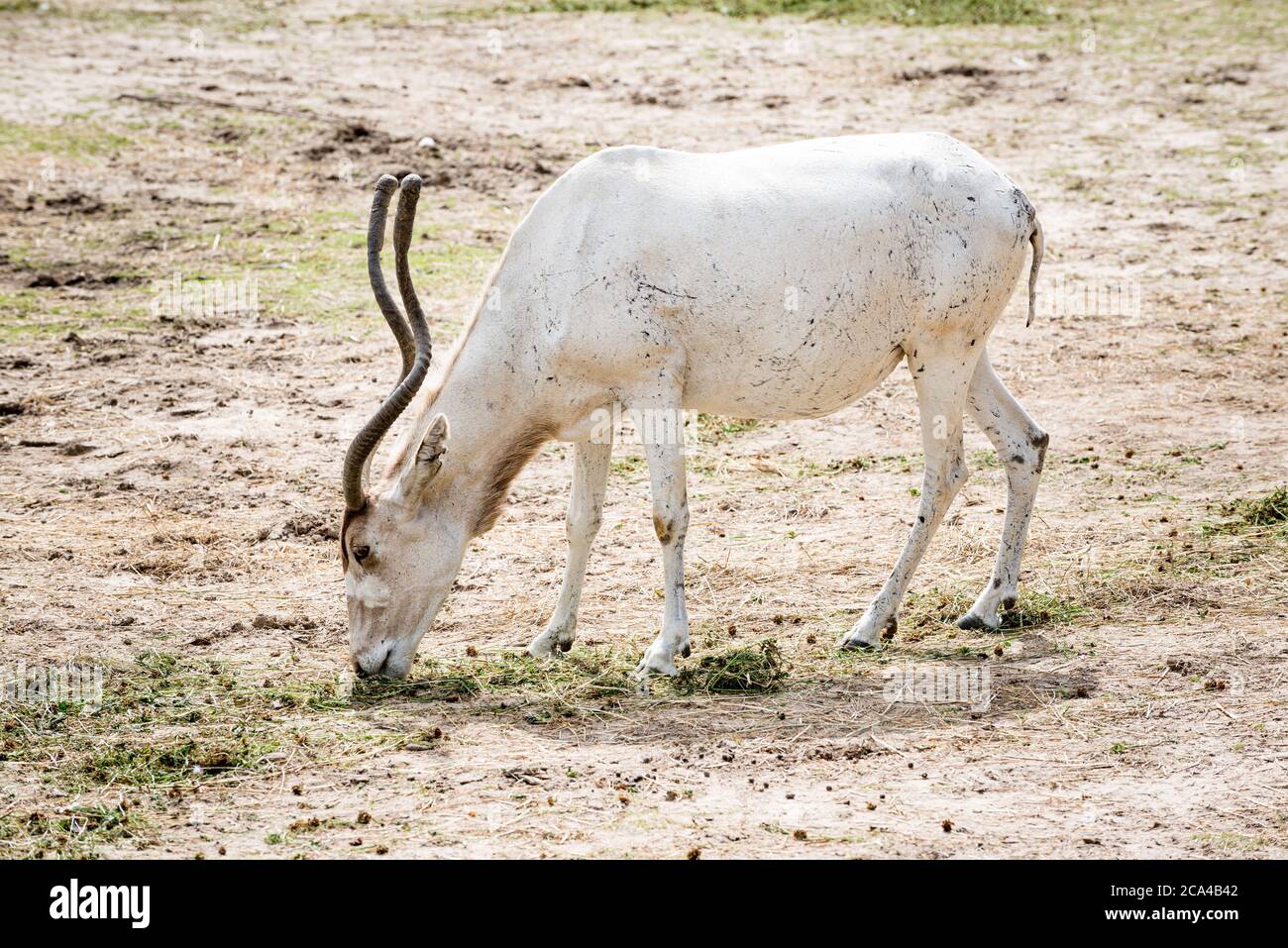 Der Addax (Addax nasomaculatus) ist eine Antilope der Gattung Addax, die in der Sahara lebt. Stockfoto