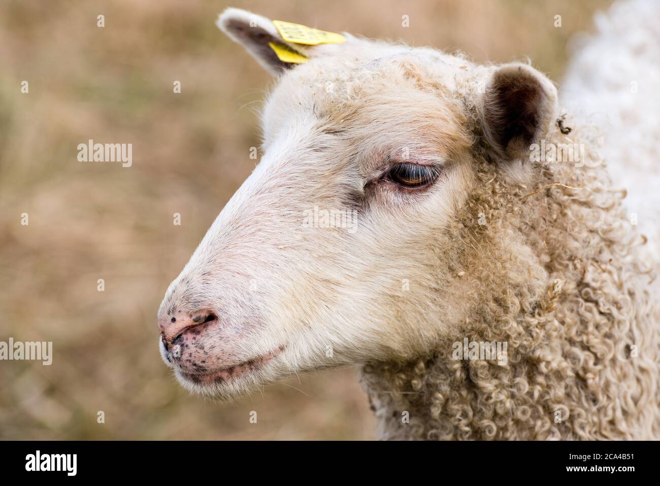 Hausschaf (Ovis widder) sind vierbeinigen, Wiederkäuer Säugetiere in der Regel als Vieh gehalten. Stockfoto