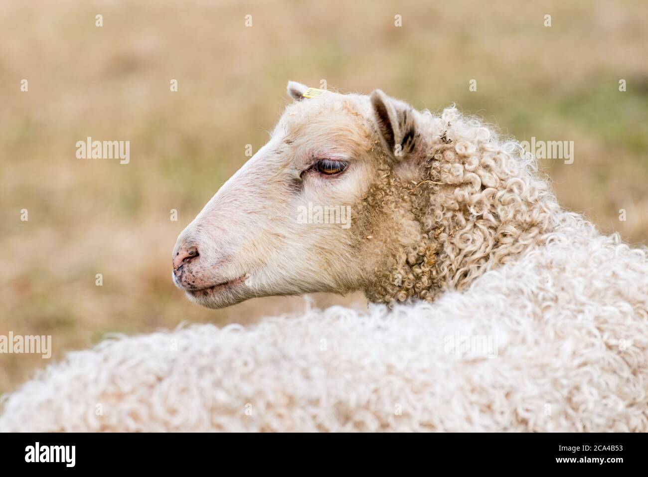 Hausschaf (Ovis widder) sind vierbeinigen, Wiederkäuer Säugetiere in der Regel als Vieh gehalten. Stockfoto